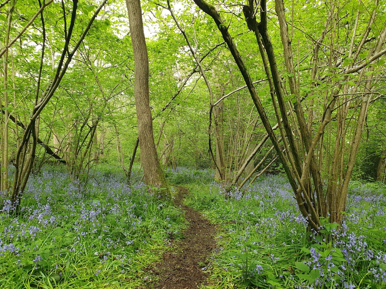 Gutteridge Wood and Meadows — Source image