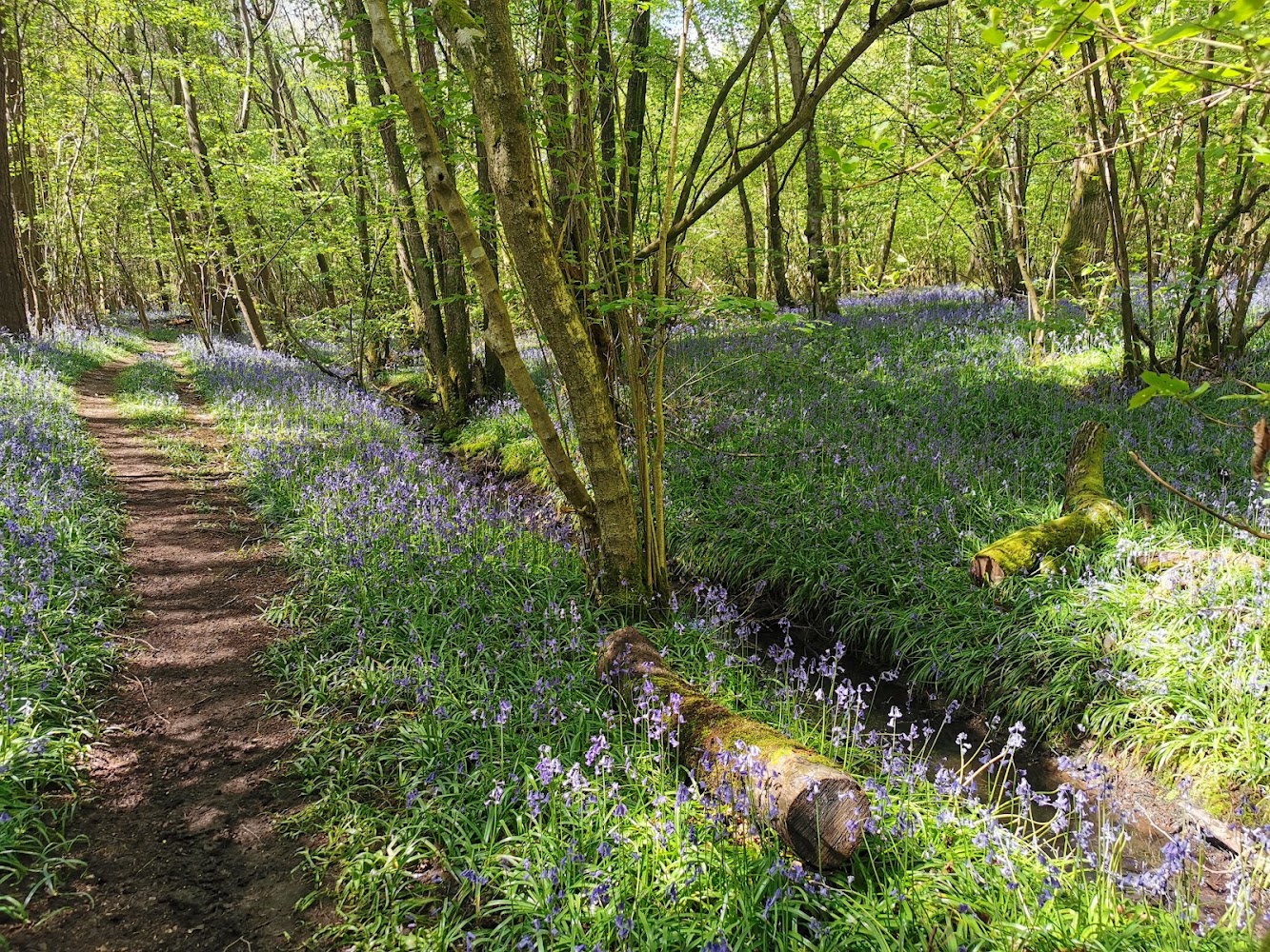 Hammonds Copse — Source image