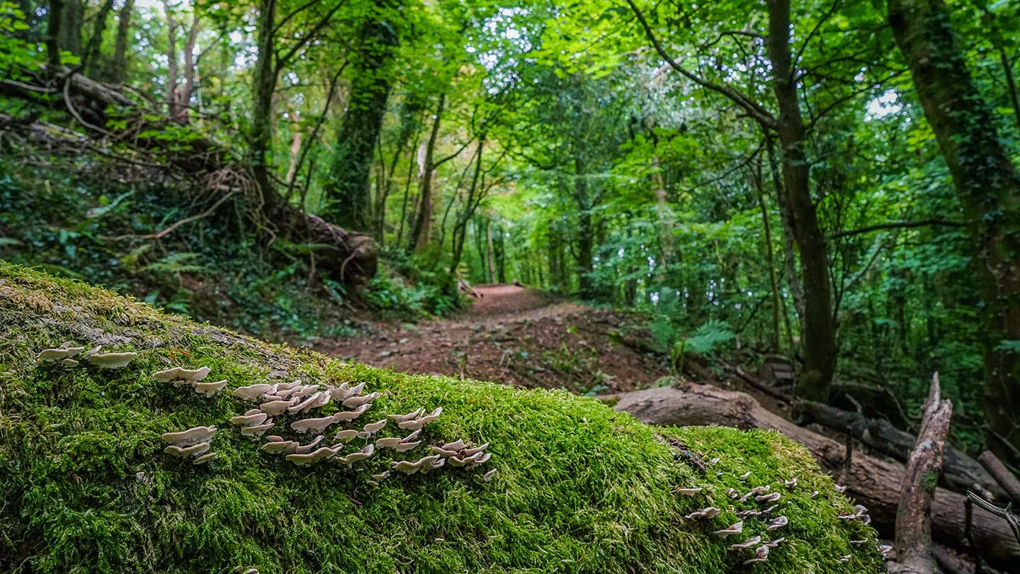 Hardwick Wood — Source image