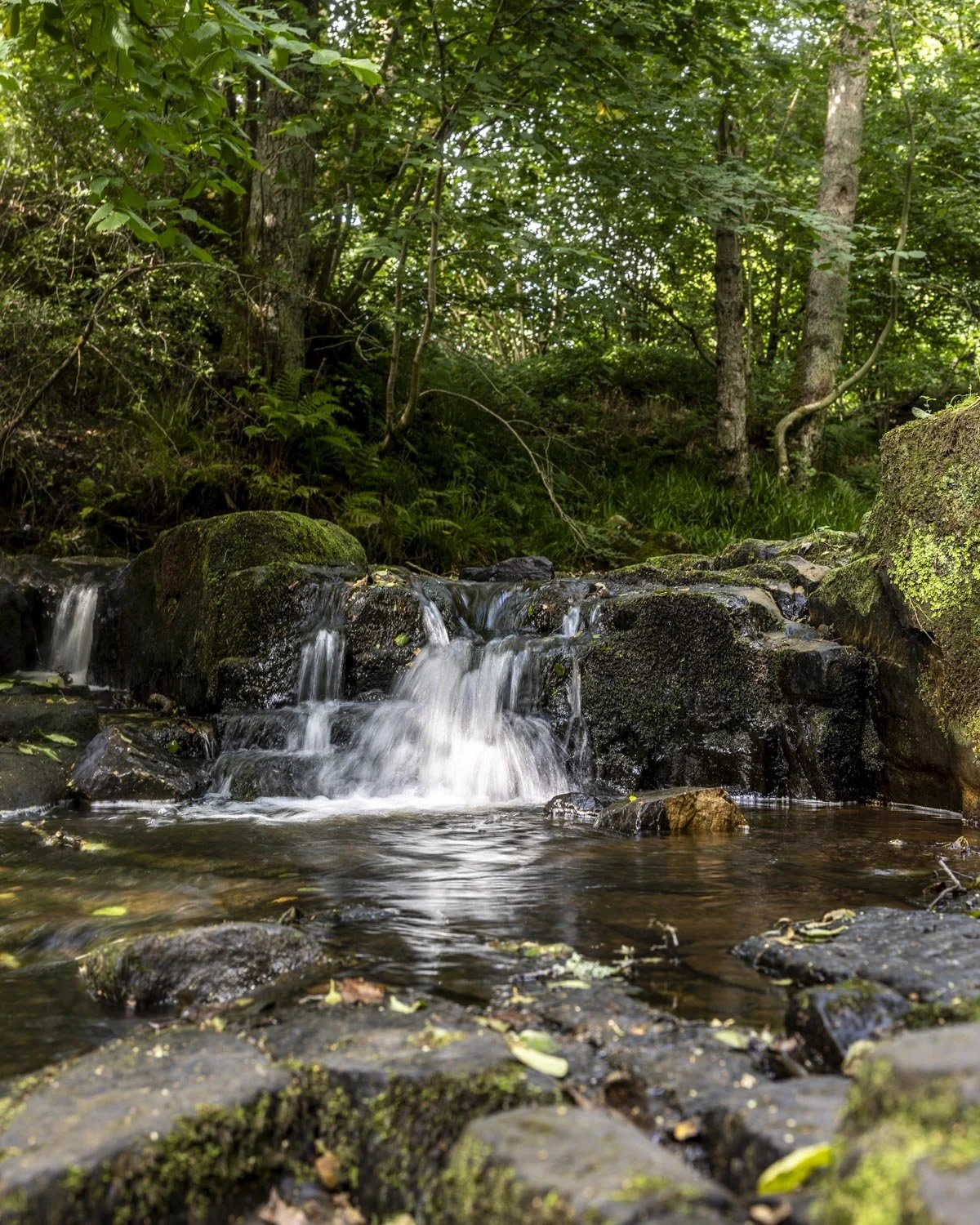 Hareshaw Linn