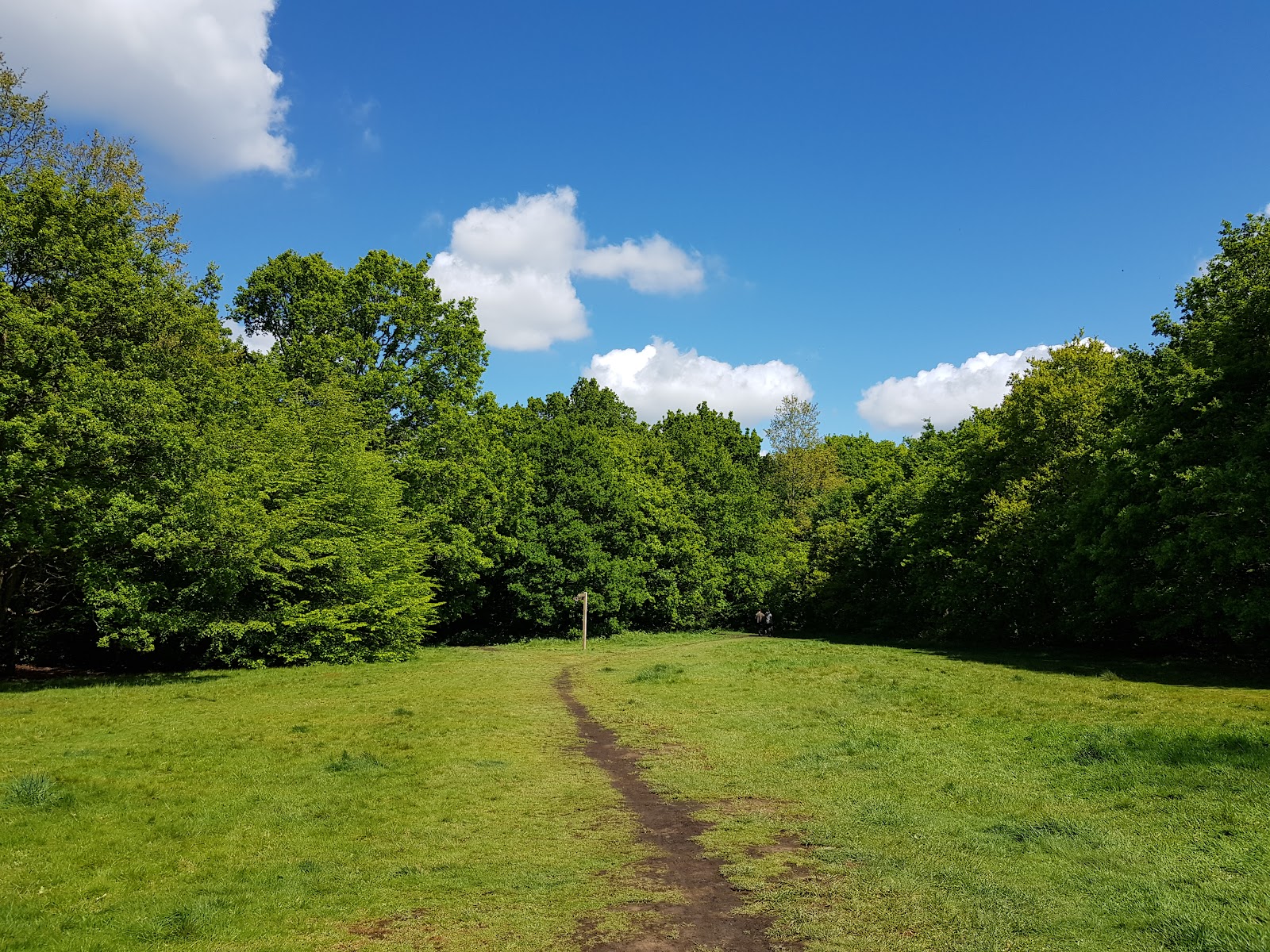 Hatch Forest — Place photograph