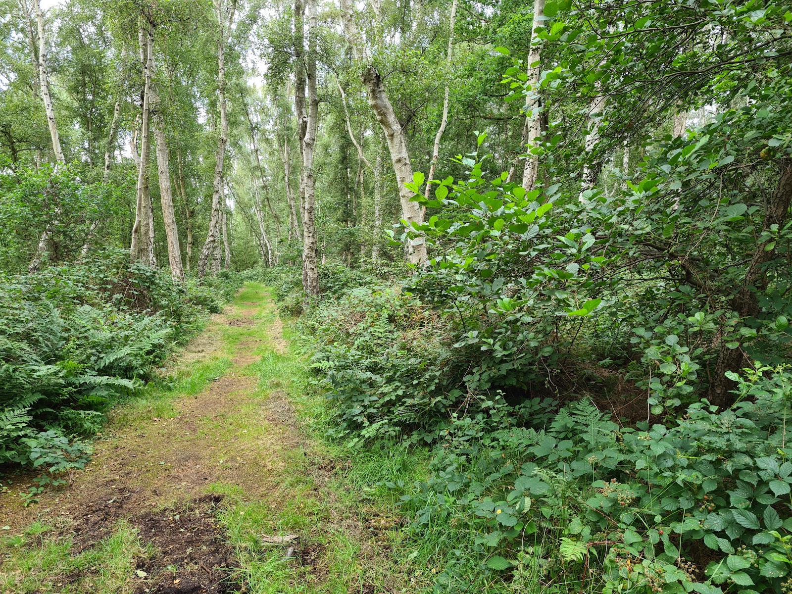 Holme Fen National Nature Reserve — Place photograph
