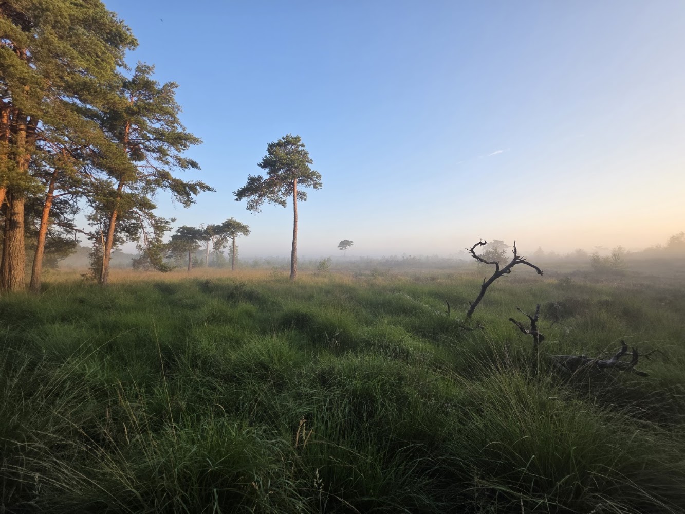 Holt Heath National Nature Reserve — Source image