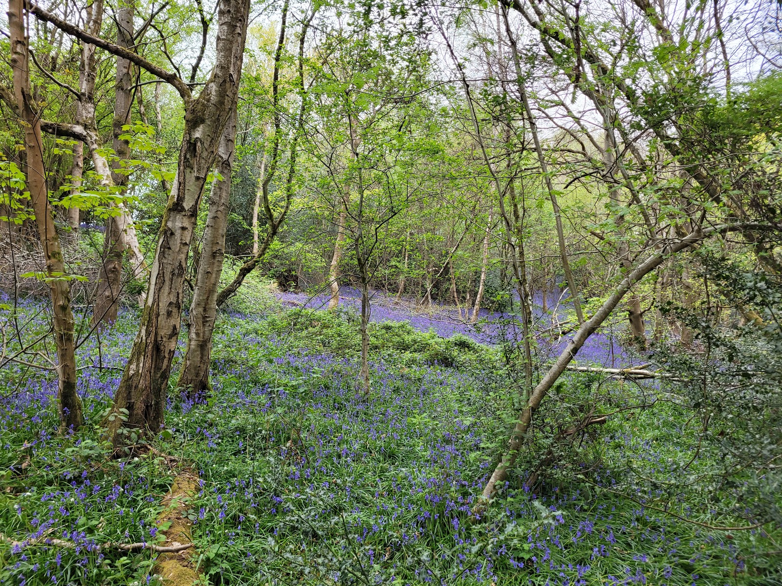 Hurst Wood