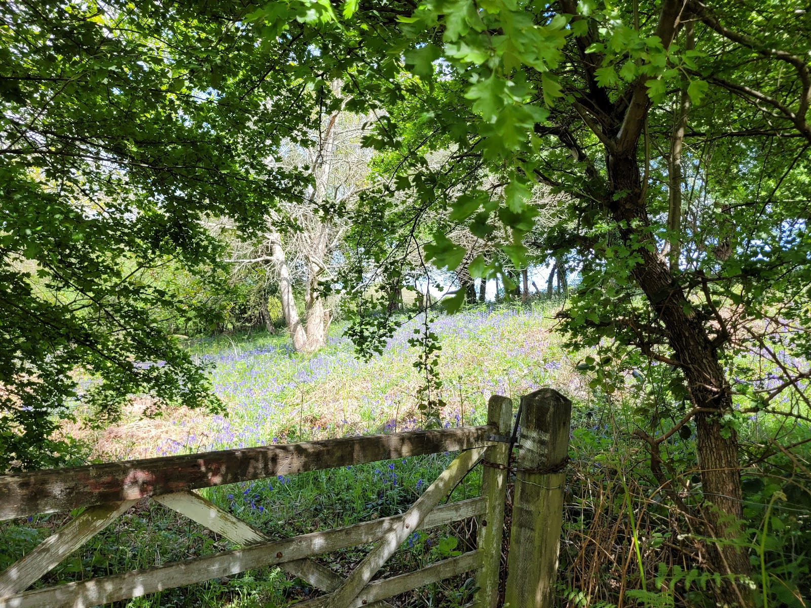 Hurst Wood
