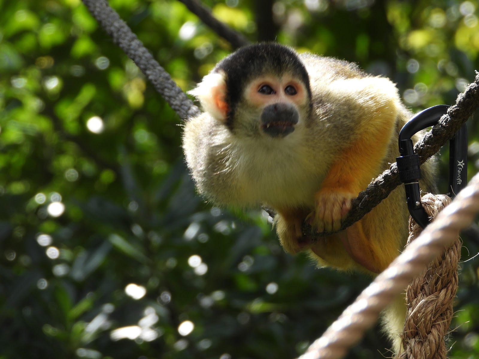 In with the Monkeys — Place photograph