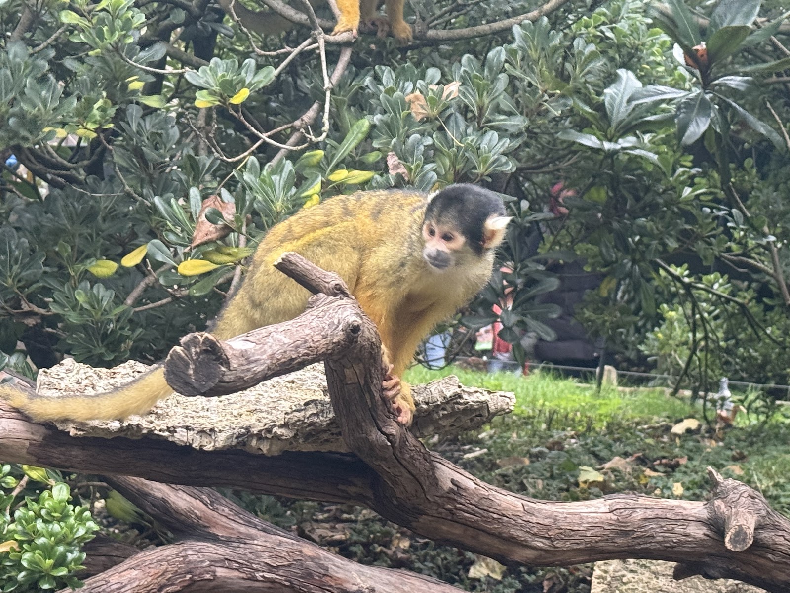 In with the Monkeys