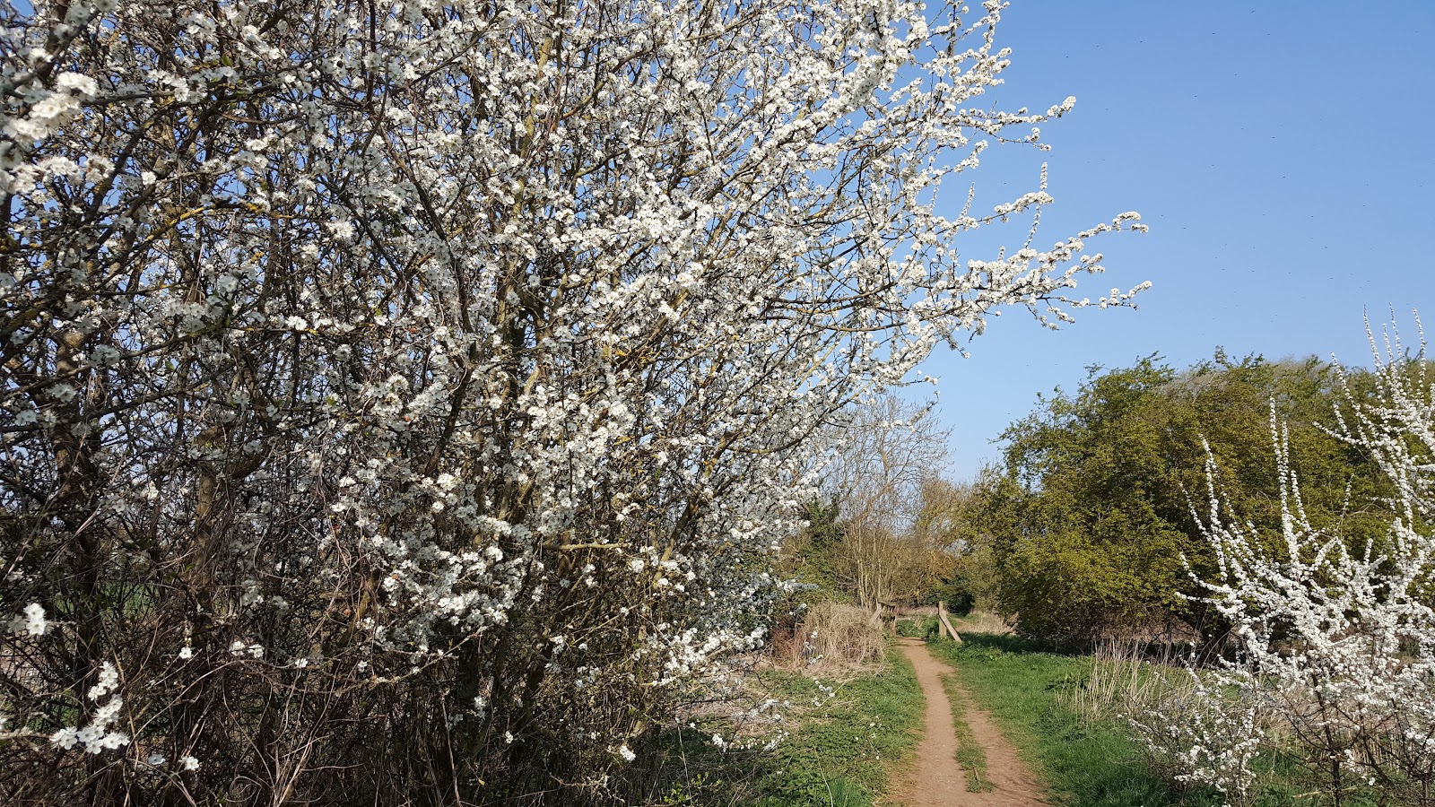 Kingsthorpe Meadow — Place photograph