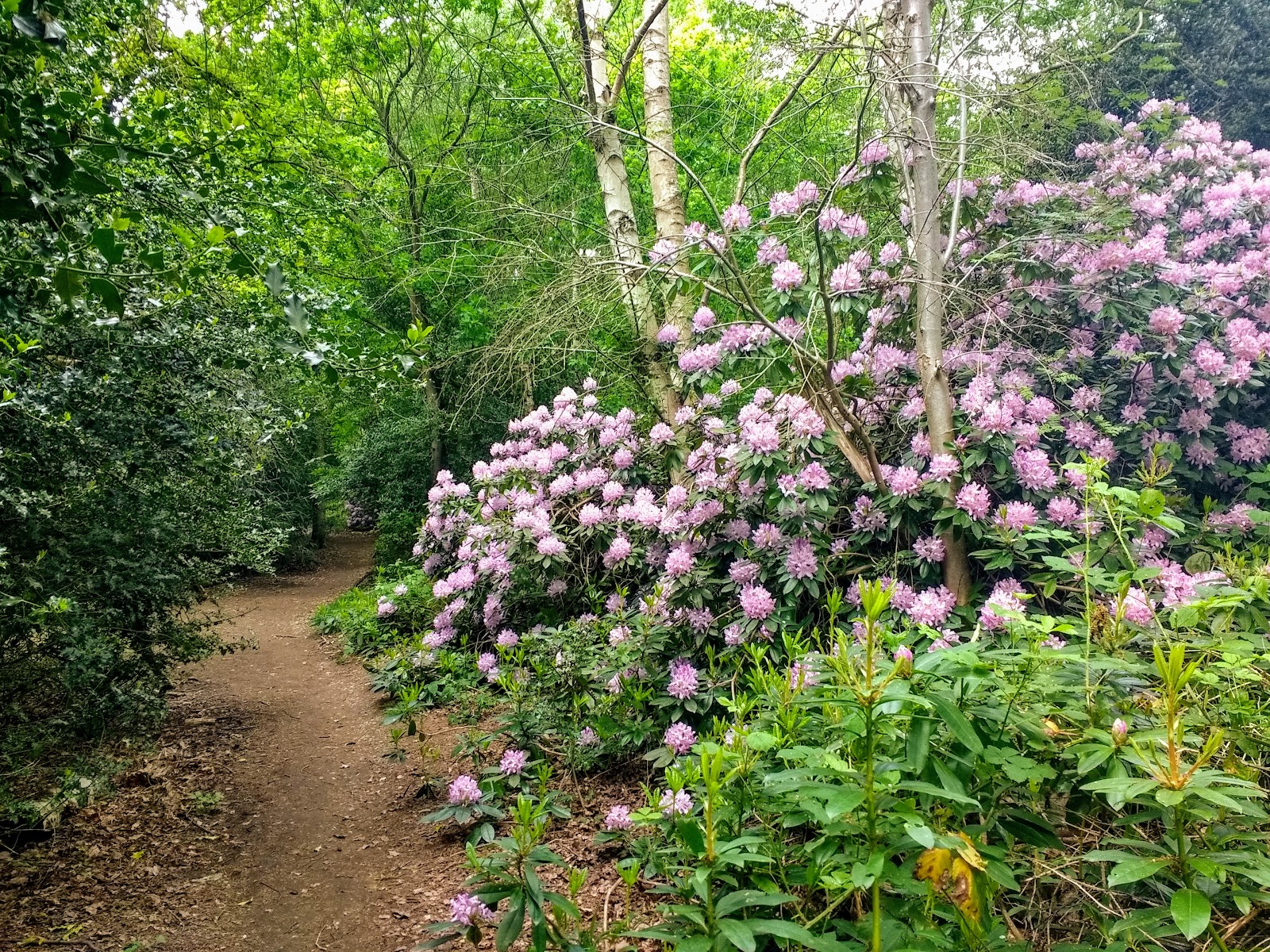 Knighton Wood — Place photograph