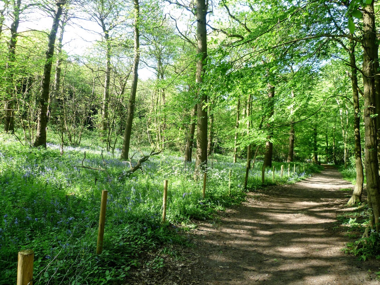 Lesnes Abbey Woods Local Nature Reserve — Source image