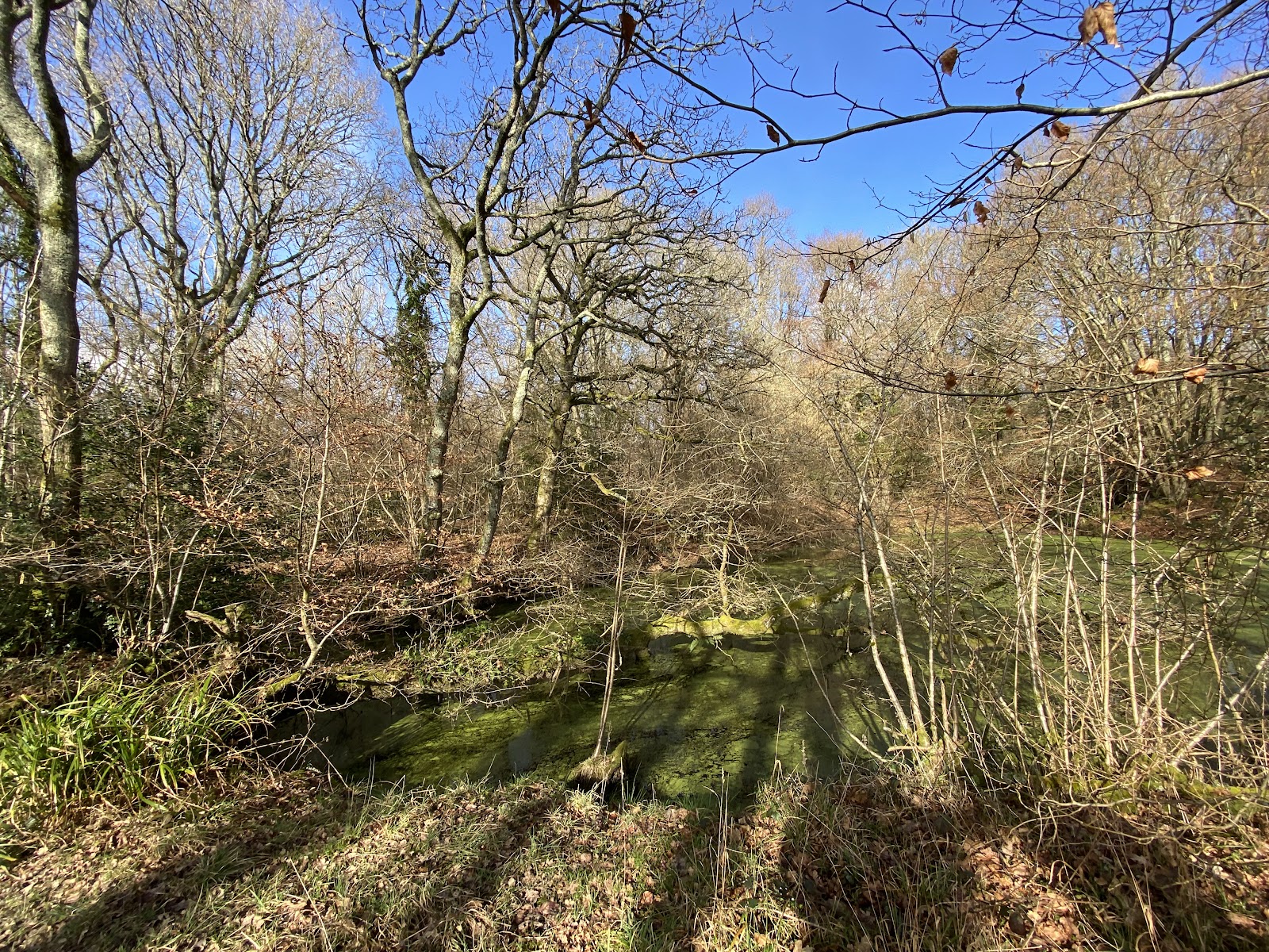 Little Foxes Copse - Woodland Trust