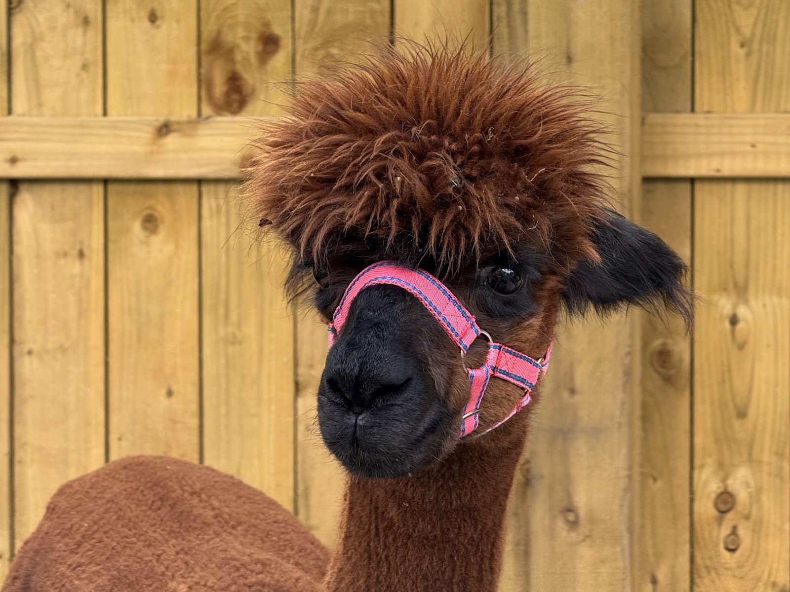 Loch Ness Alpacas — Place photograph