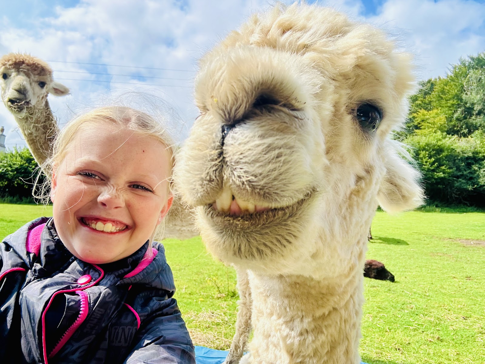 Lydford Gorge Alpacas — Place photograph