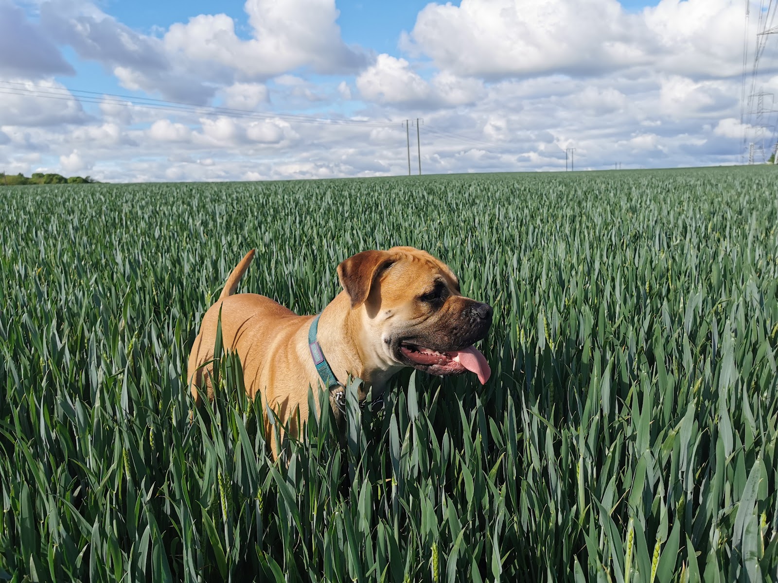 Maltby Low Common Nature Reserve — Place photograph