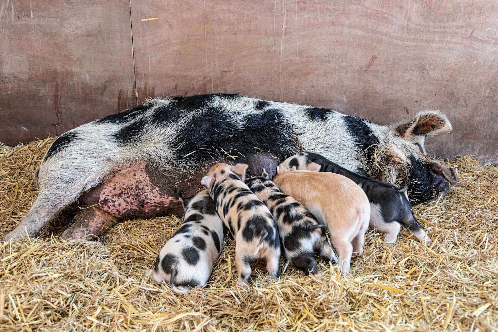 Miller's Ark Animals — Place photograph