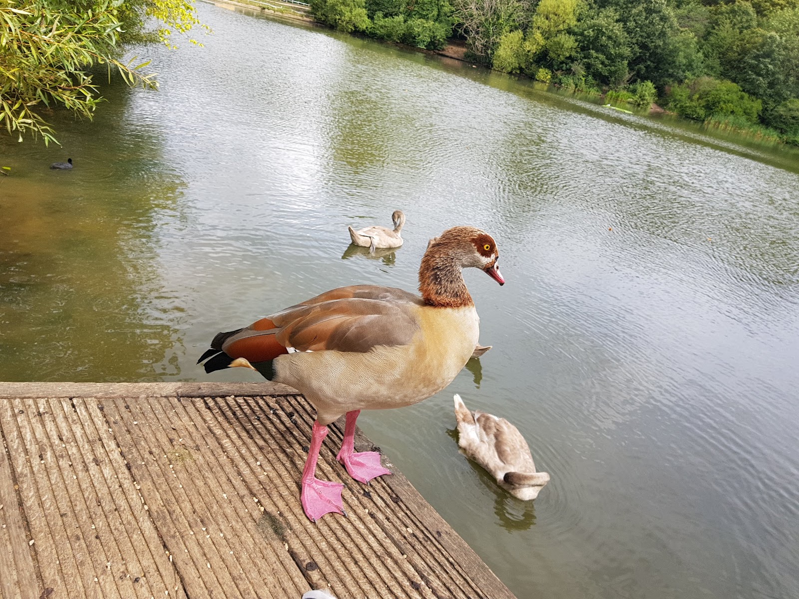 Hampstead Heath Mixed Bathing Pond — Place photograph
