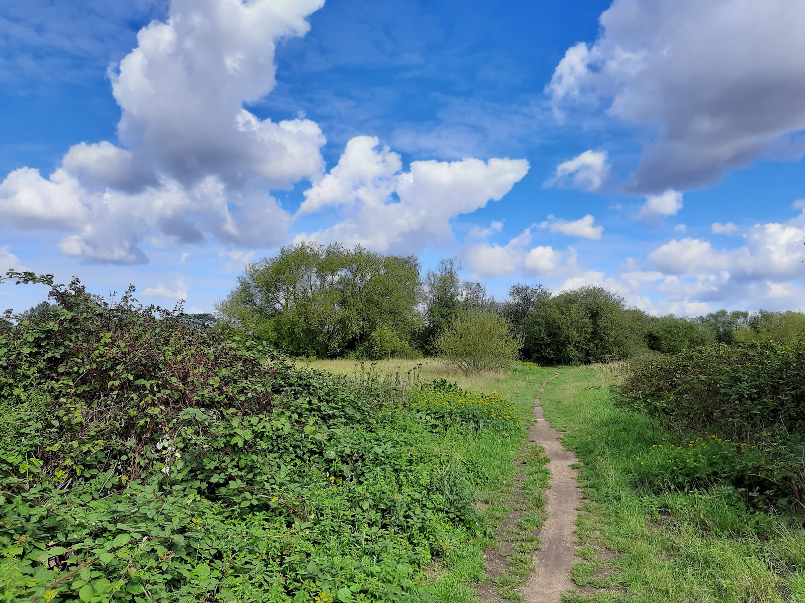 Molesey Heath