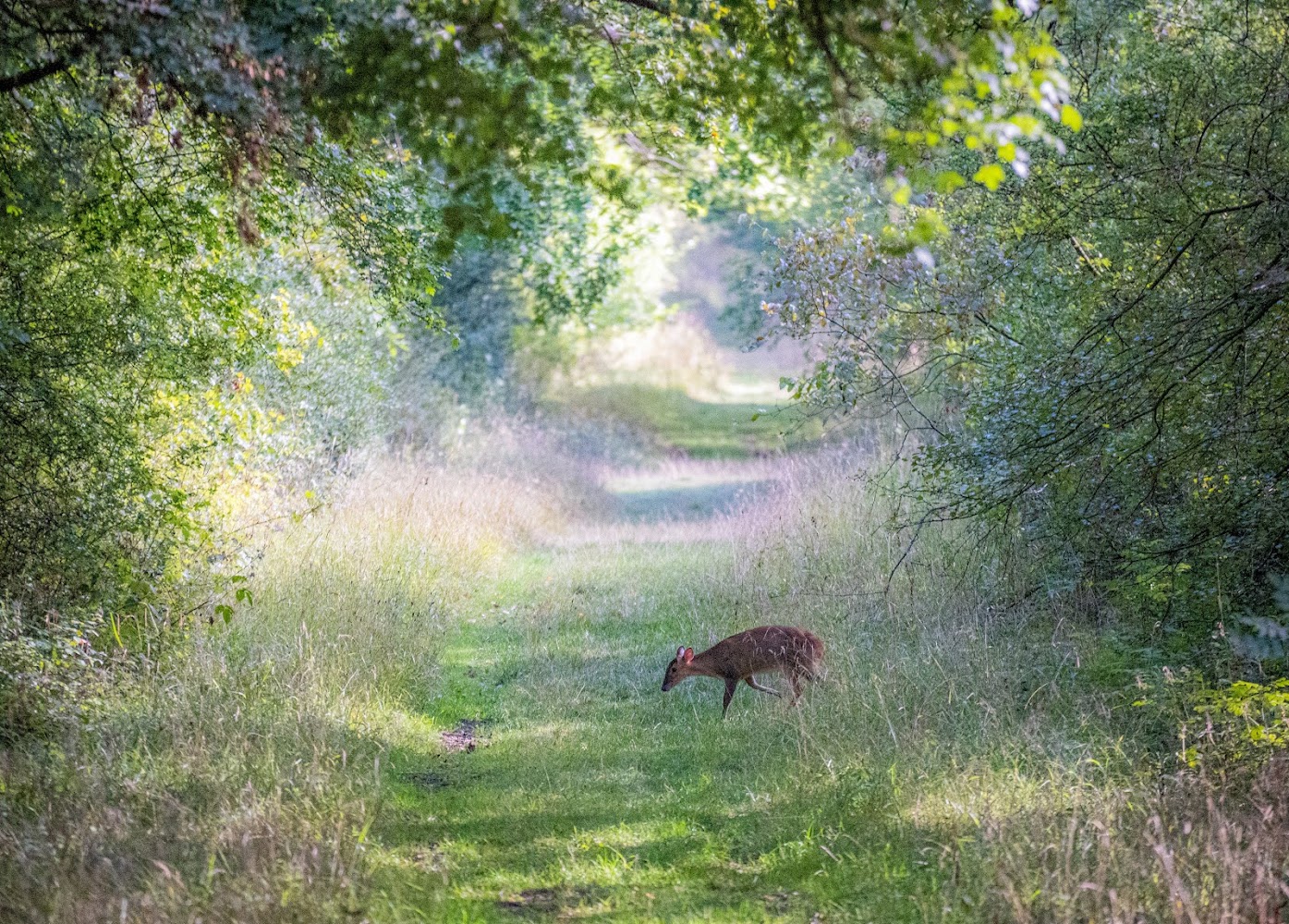 Monks Wood National Nature Reserve — Source image