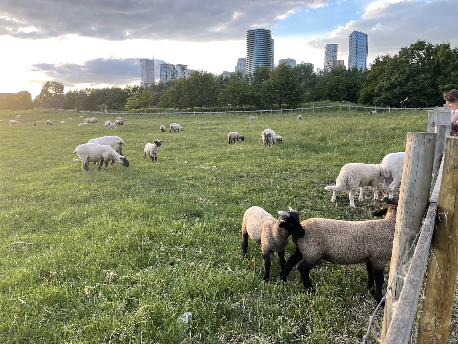 Mudchute Park and Farm — Place photograph