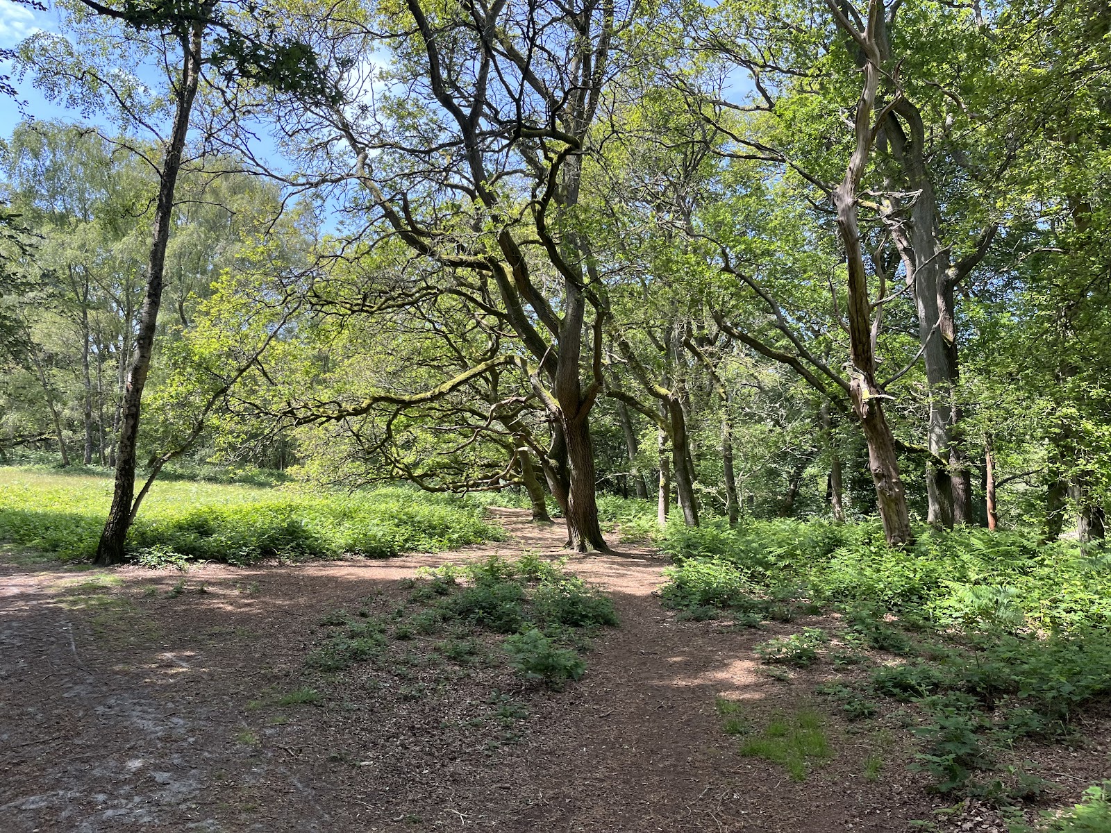 Abinger Roughs and Netley Park — Place photograph