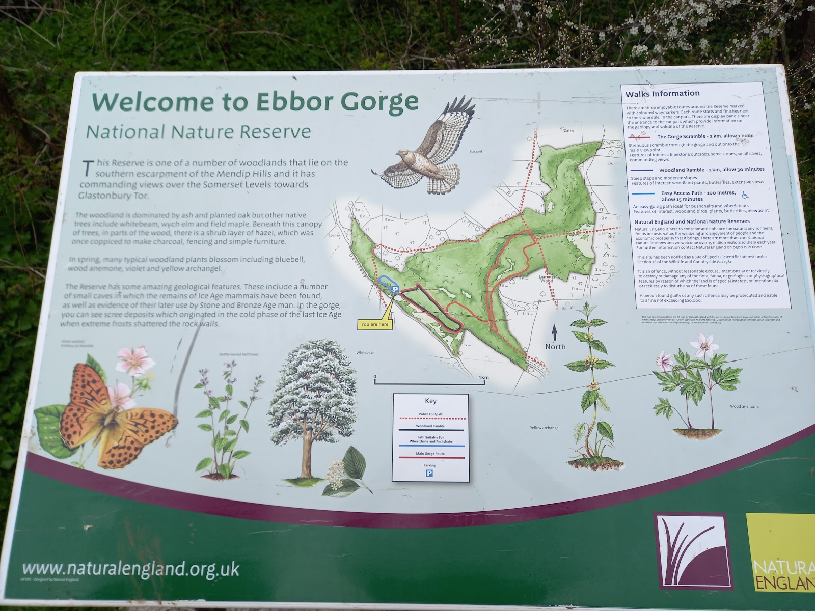 Ebbor Gorge National Nature Reserve — Place photograph
