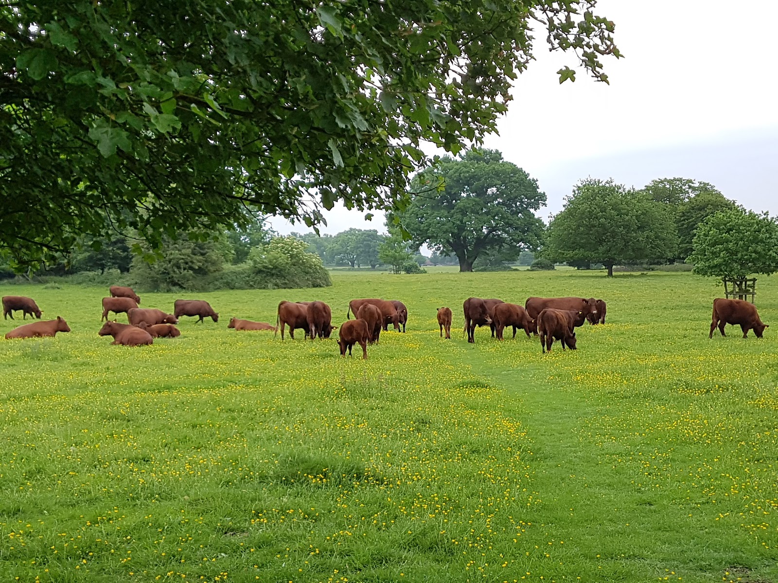 National Trust - Hatfield Forest