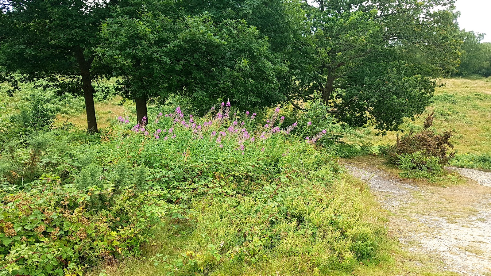 National Trust - Headley Heath