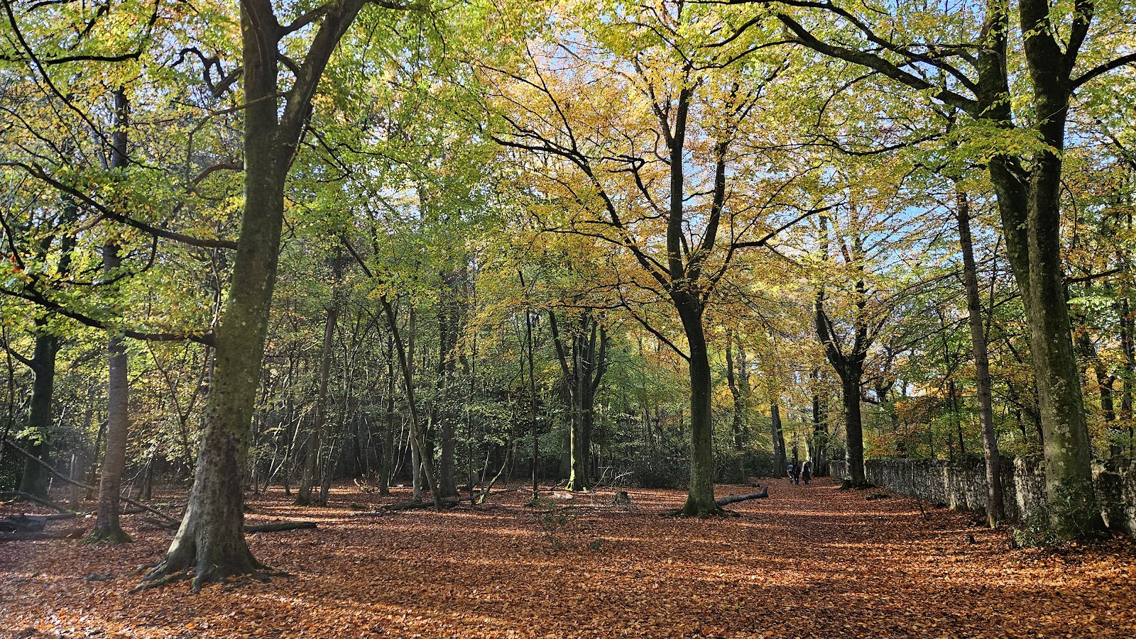 Leigh Woods — Place photograph