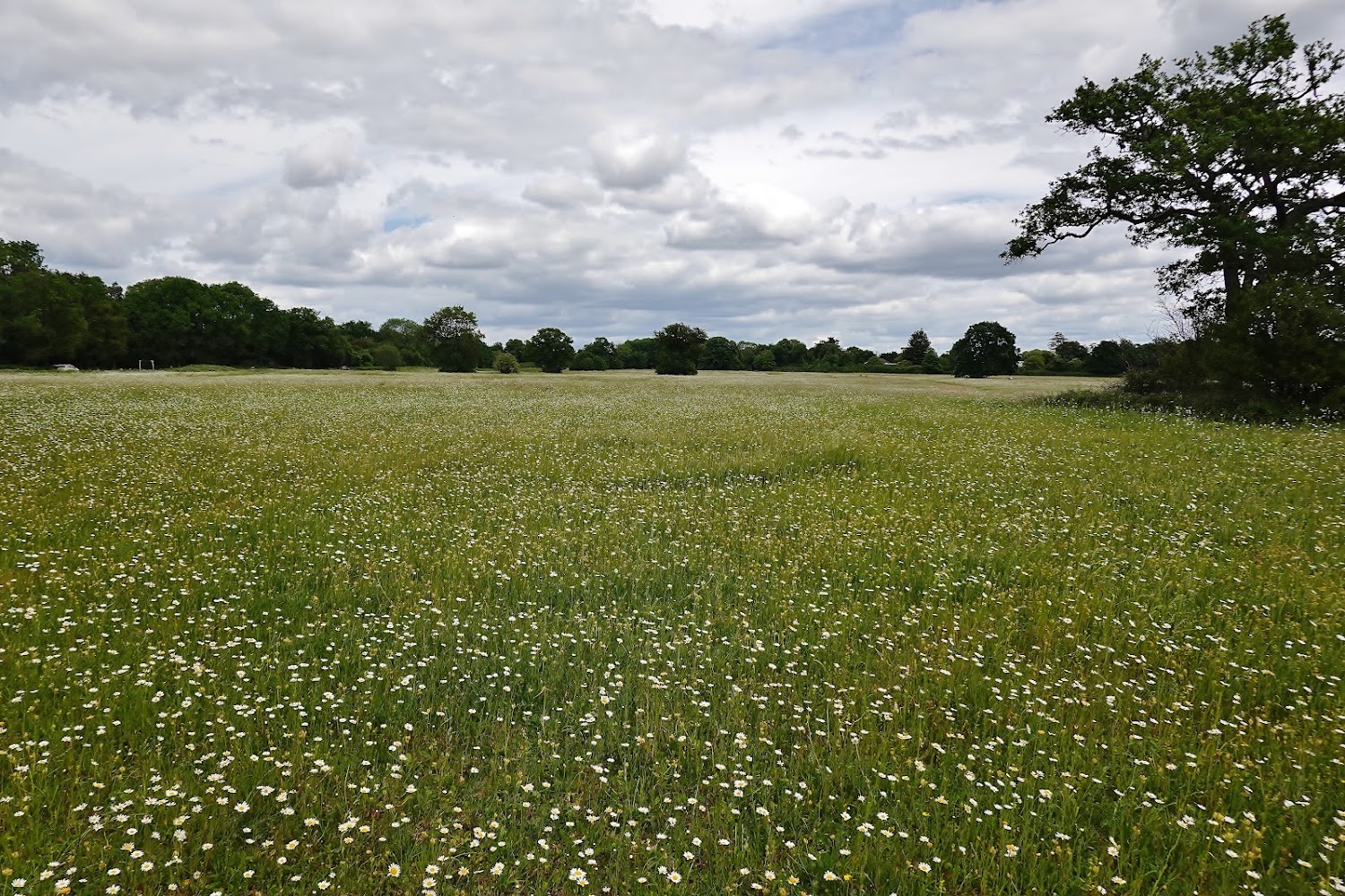 Pinkneys Drive Wildflower Meadow — Source image