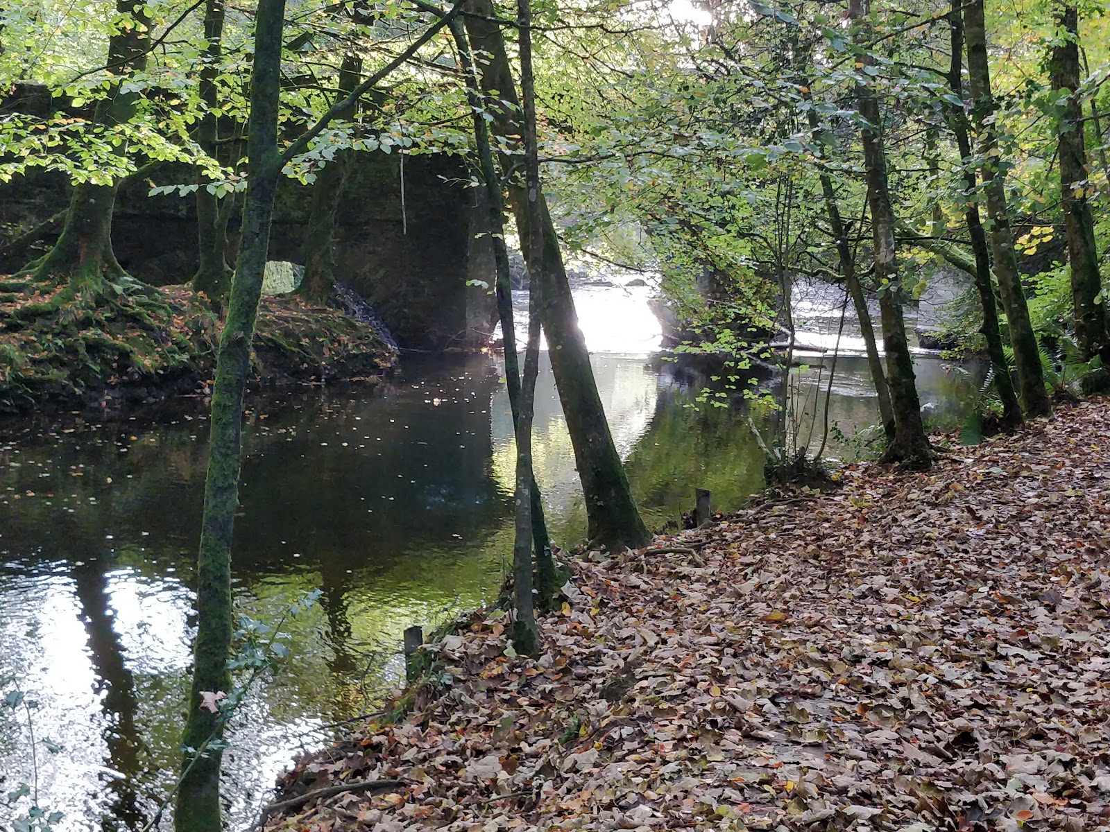 Plymbridge Woods — Place photograph
