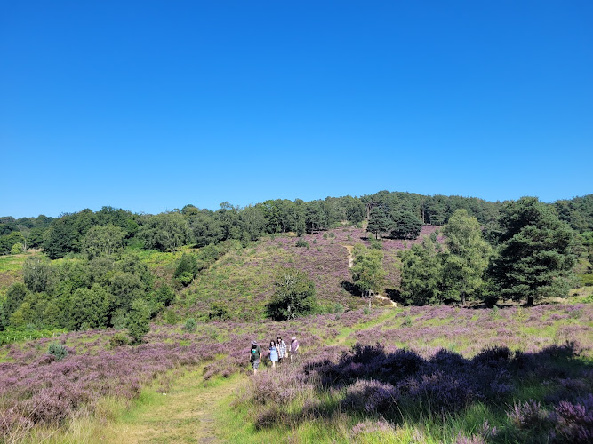 Old Lodge Nature Reserve — Source image