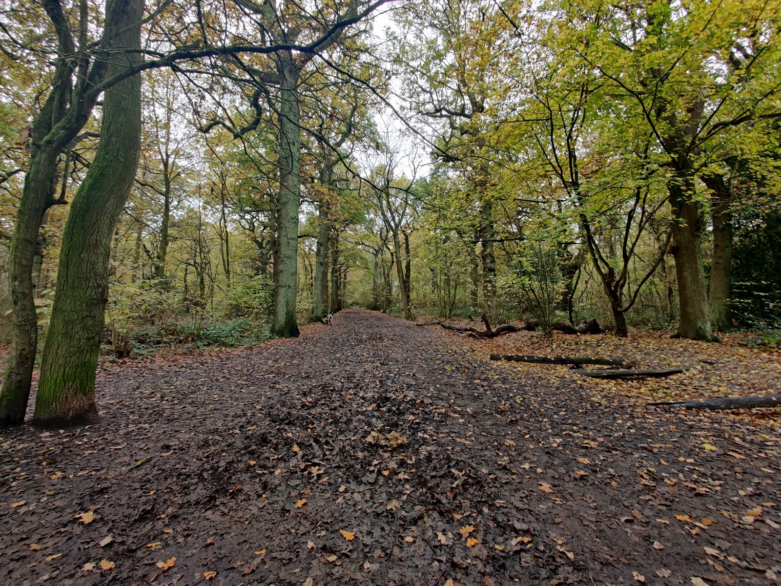 Oxleas Wood — Place photograph