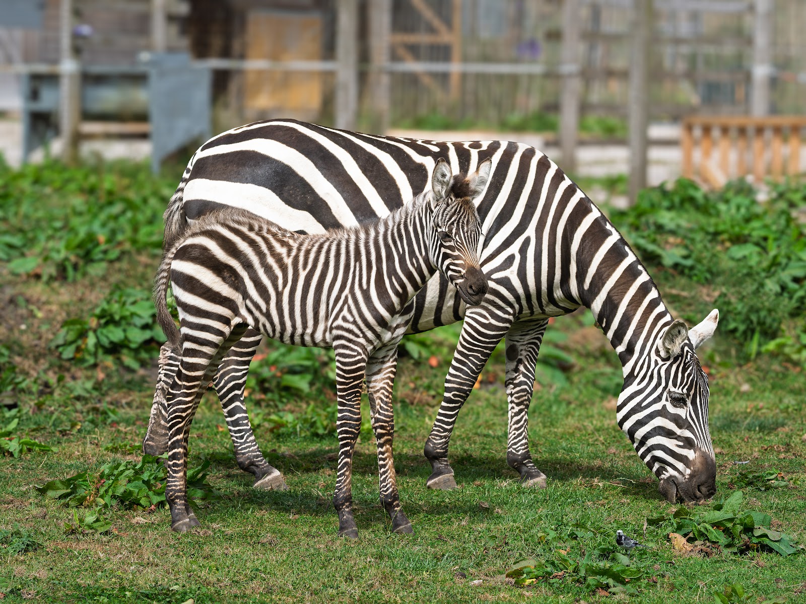 Peak Wildlife Park — Place photograph