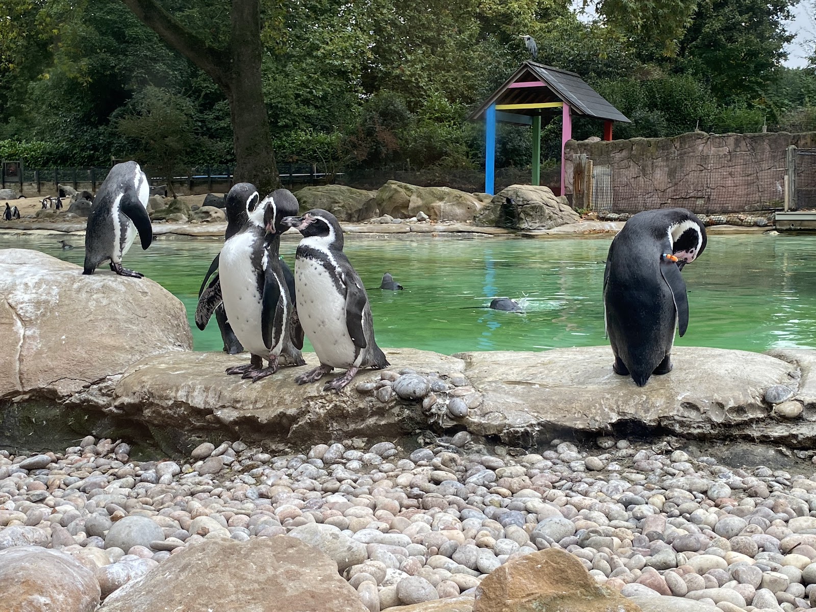 Penguin Beach