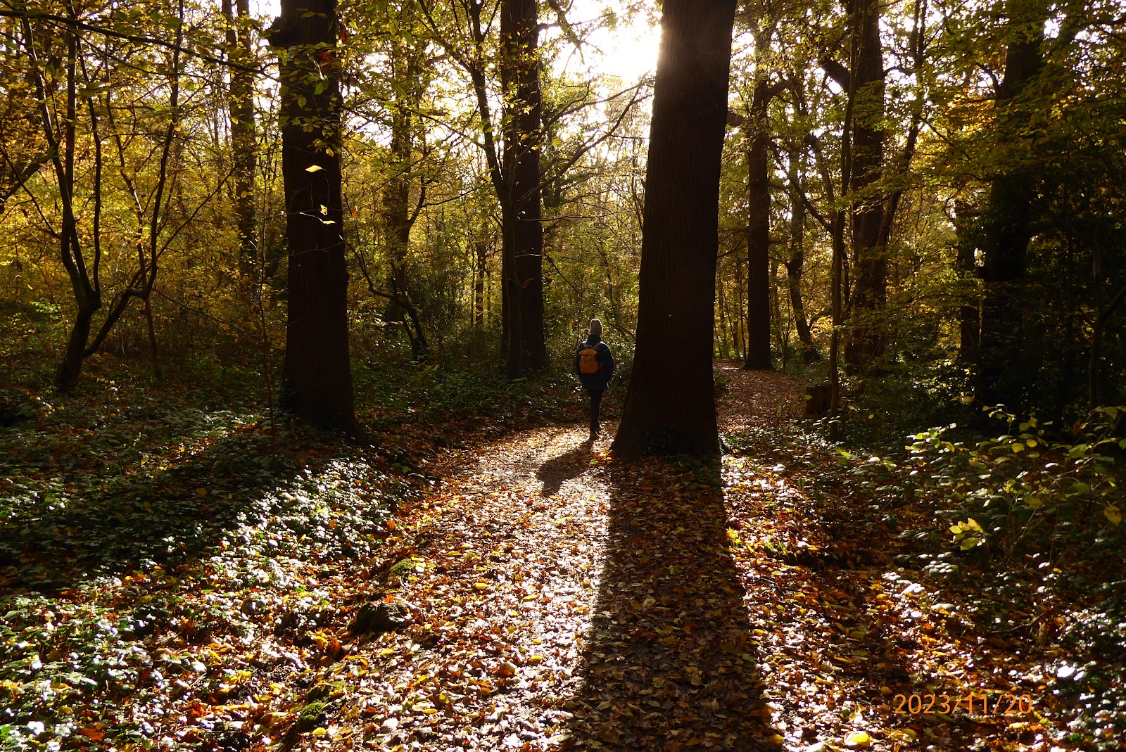 Petersham Common Woods — Place photograph