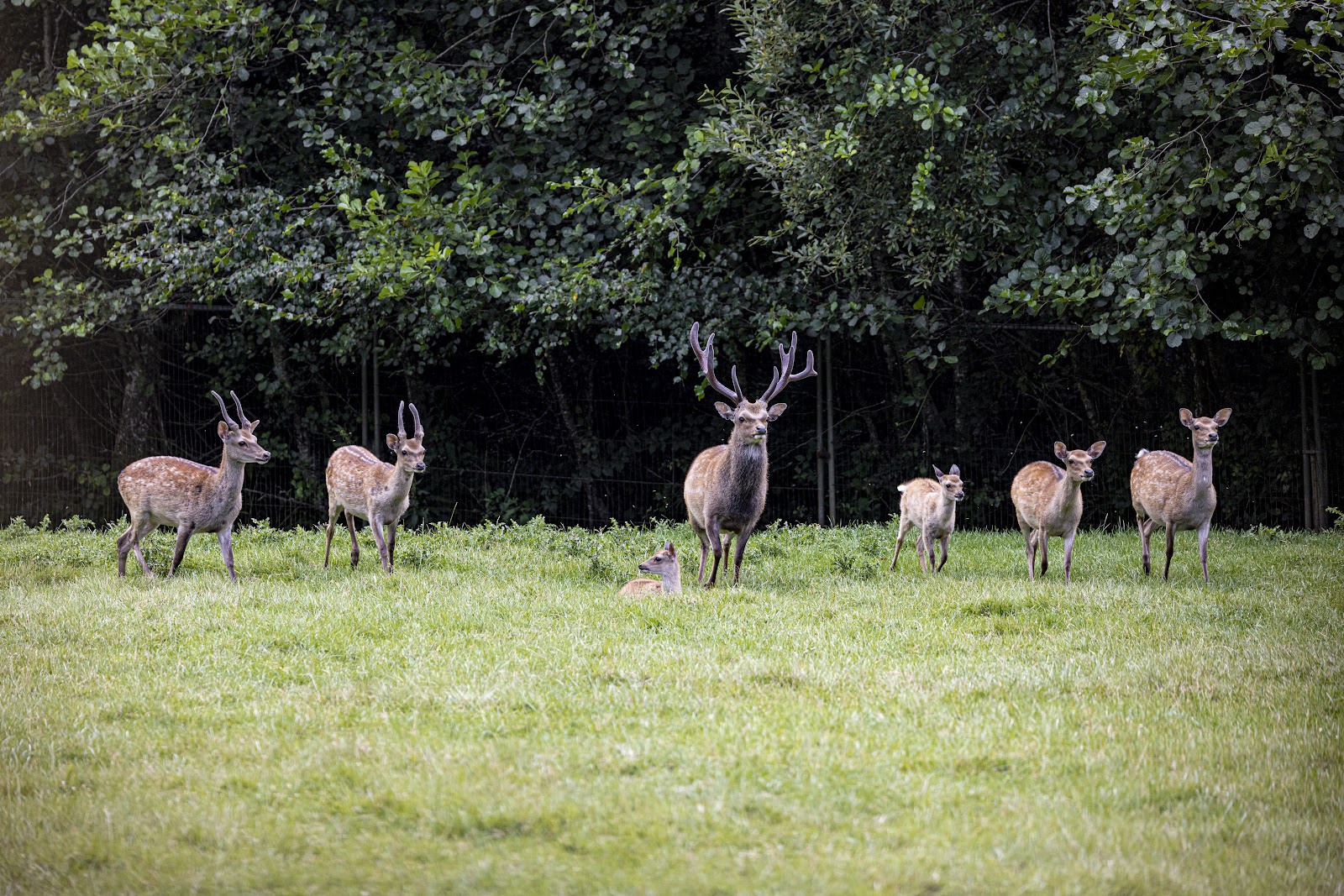 Porfell Wildlife Park & Sanctuary — Place photograph