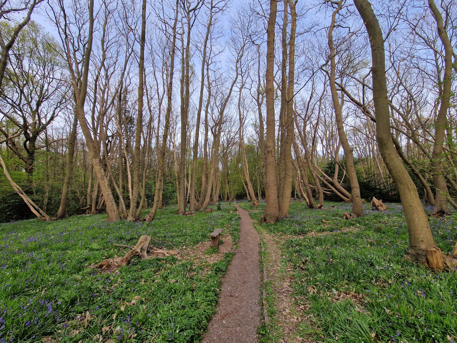 Pound Wood Nature Reserve — Place photograph