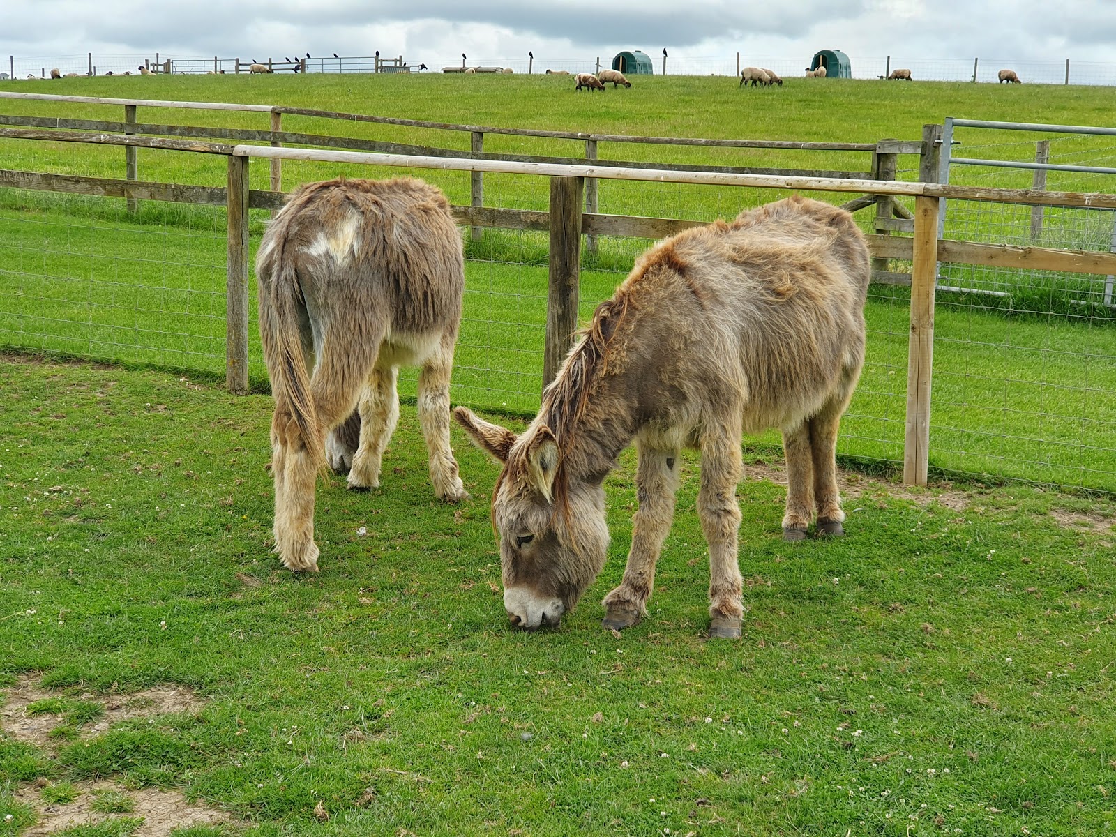 Rookery Open Farm