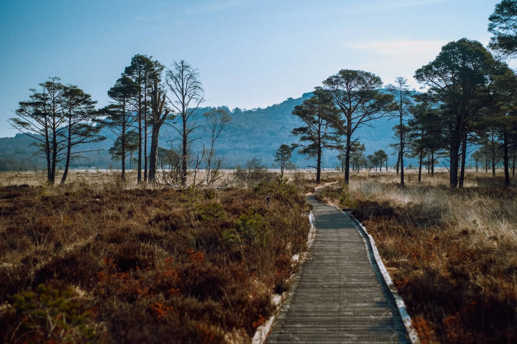 Roudsea Wood and Mosses National Nature Reserve
