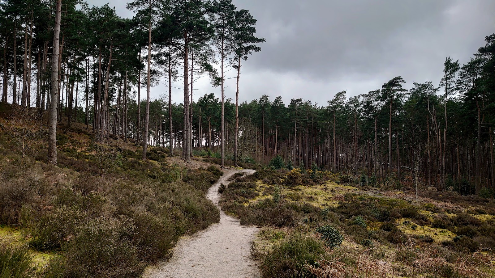 RSPB Farnham Heath — Source image