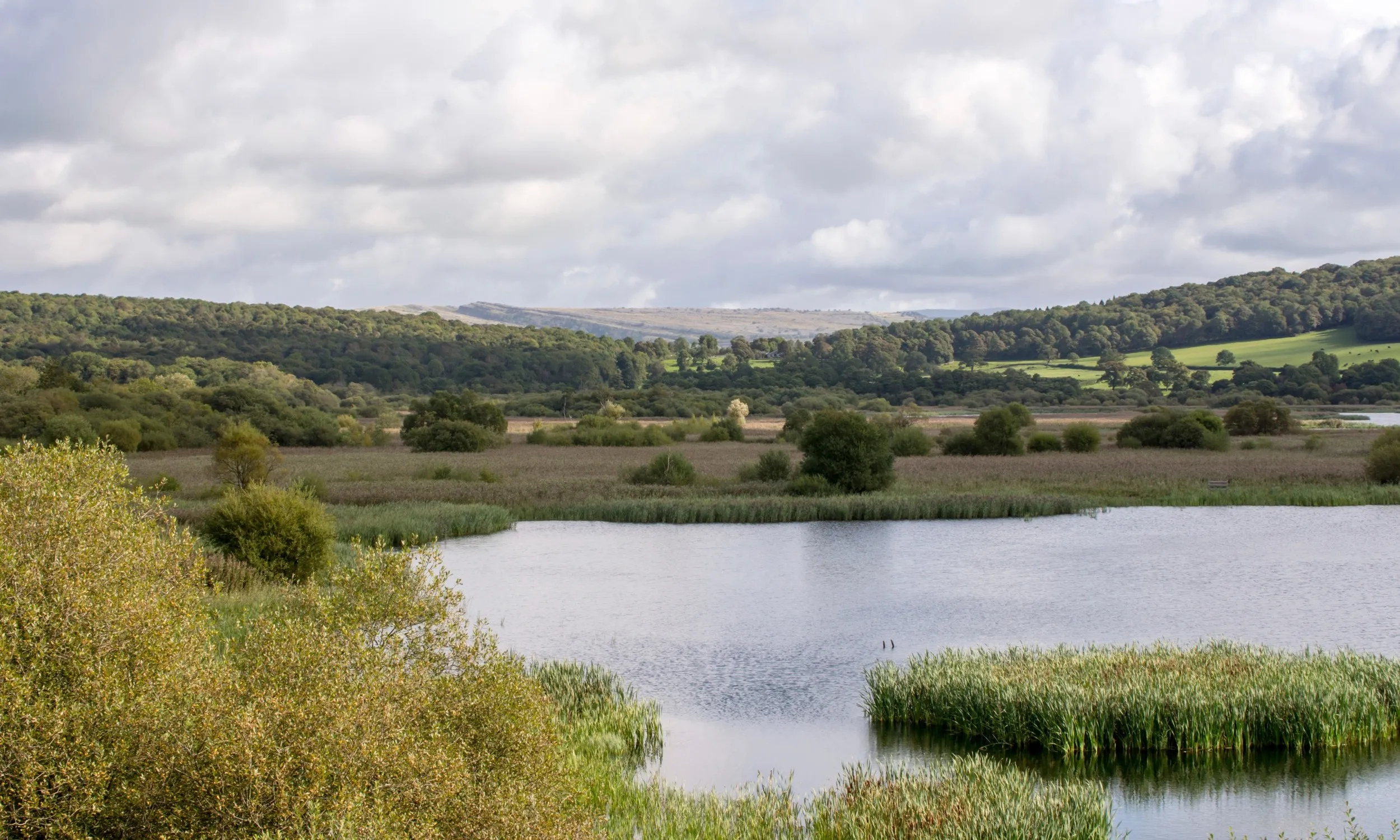 RSPB Morecambe Bay