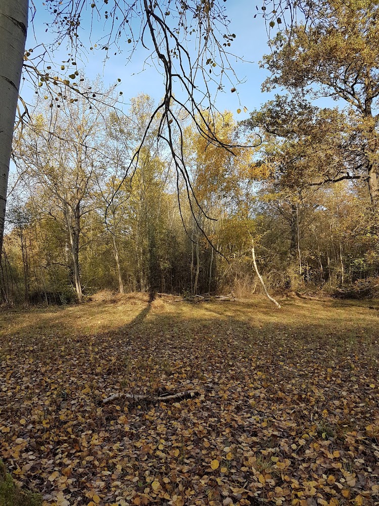 RSPB Wolves Wood — Source image