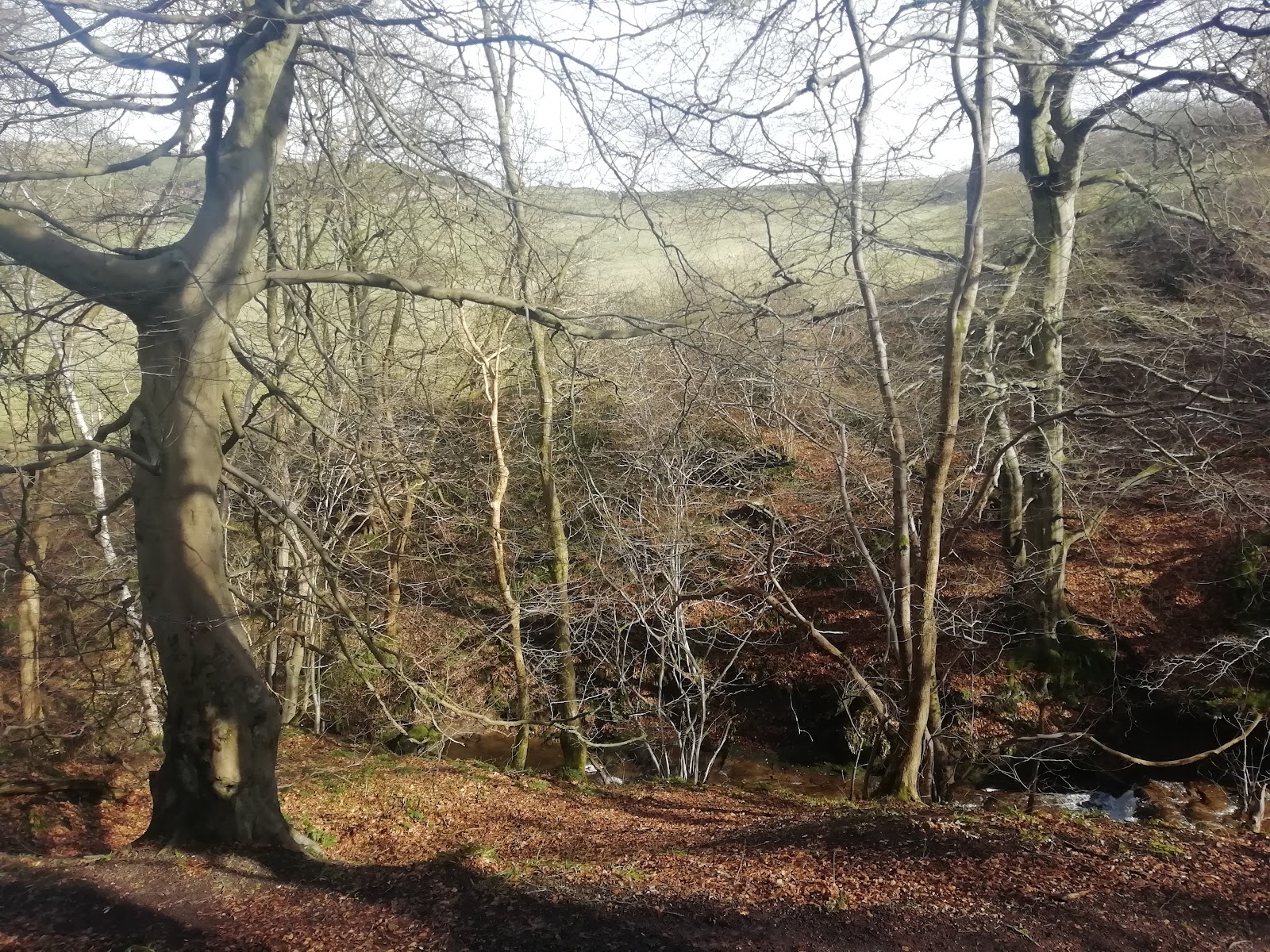 Saline Glen Woodland Walk — Place photograph