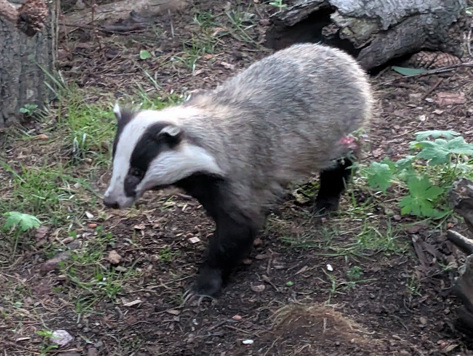 Speyside Wildlife — Place photograph