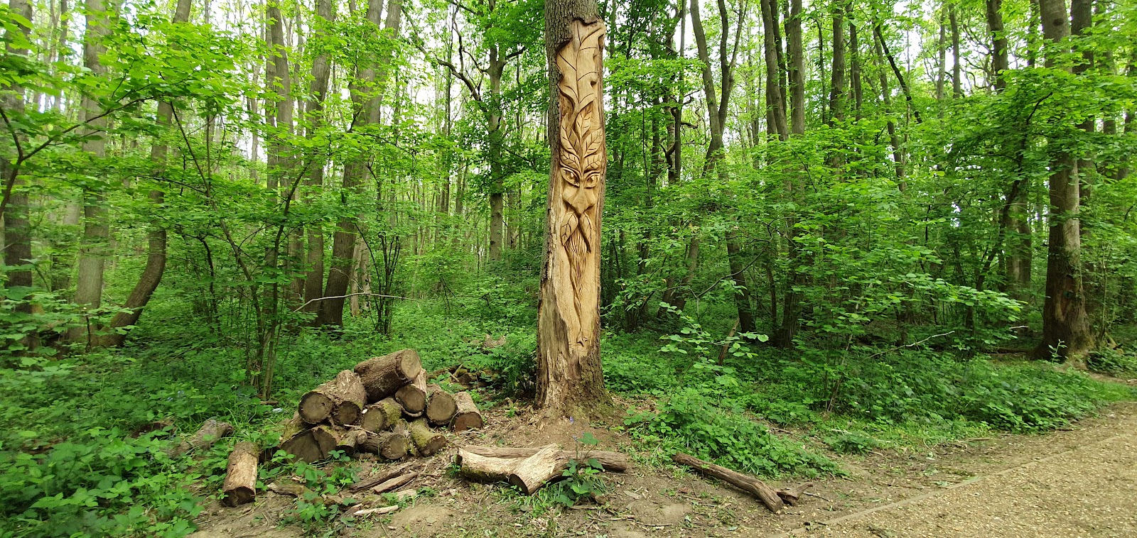 Tarman's Copse
