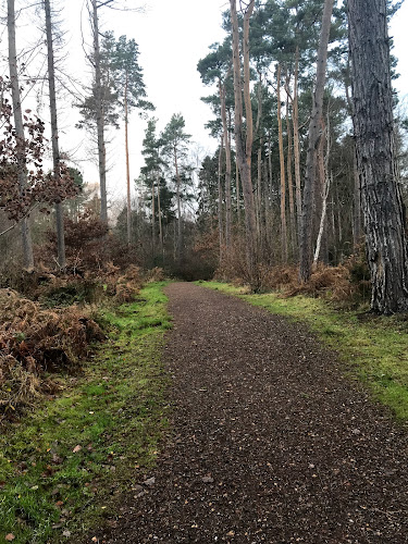 Thornley Woods Sculpture Trail — Source image