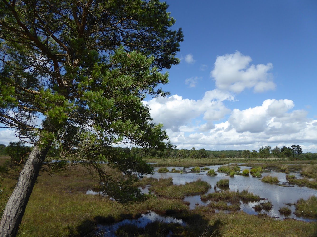 Thursley Common National Nature Reserve — Source image