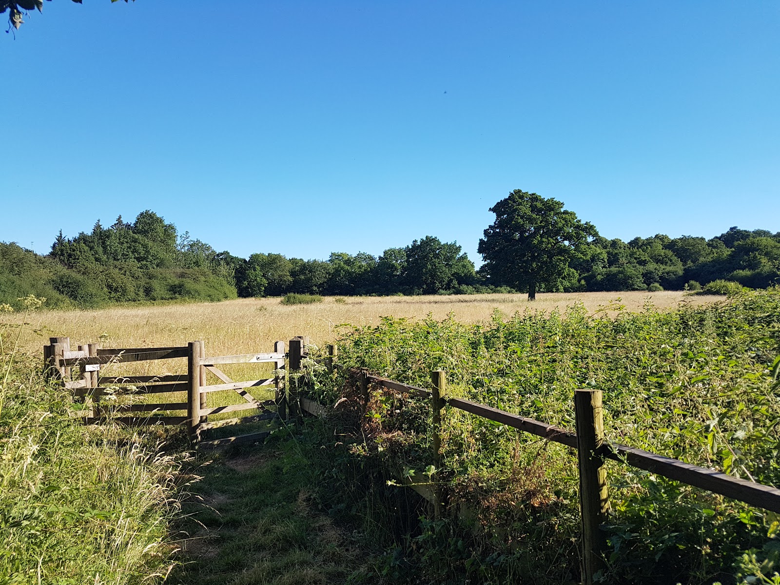 Totteridge Fields - London Wildlife Trust Nature Reserve