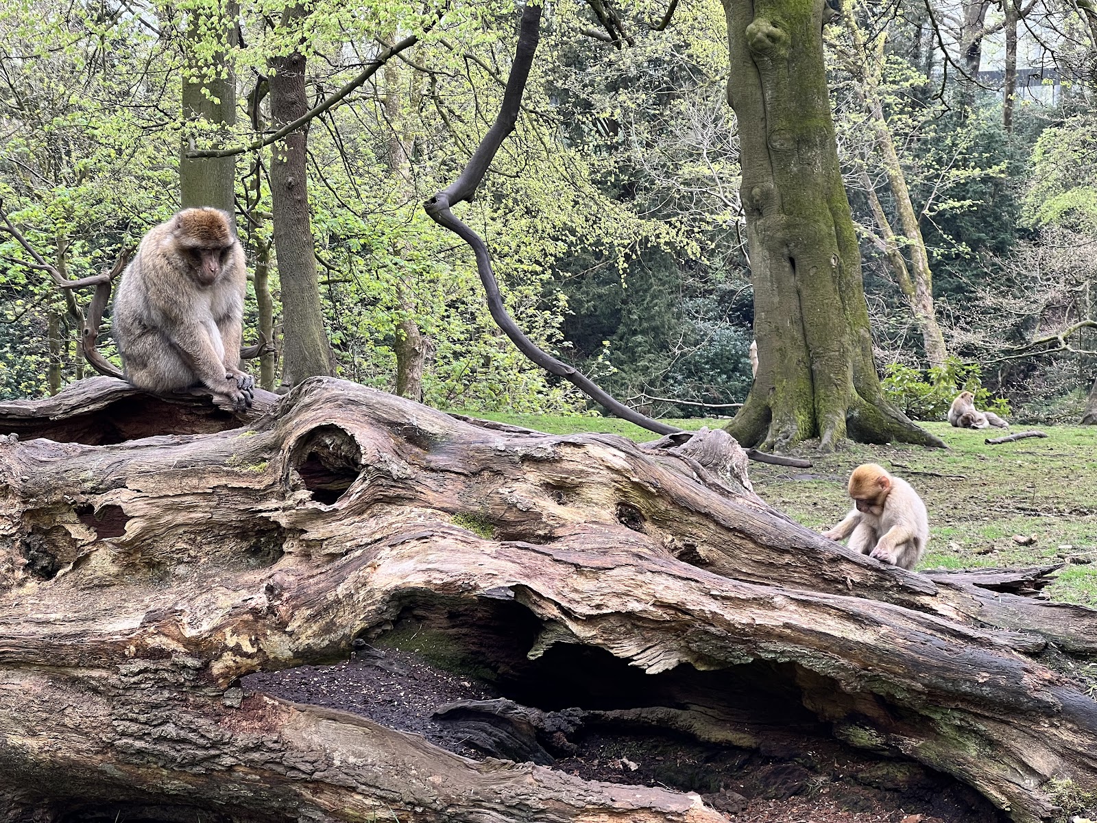 Trentham Monkey Forest
