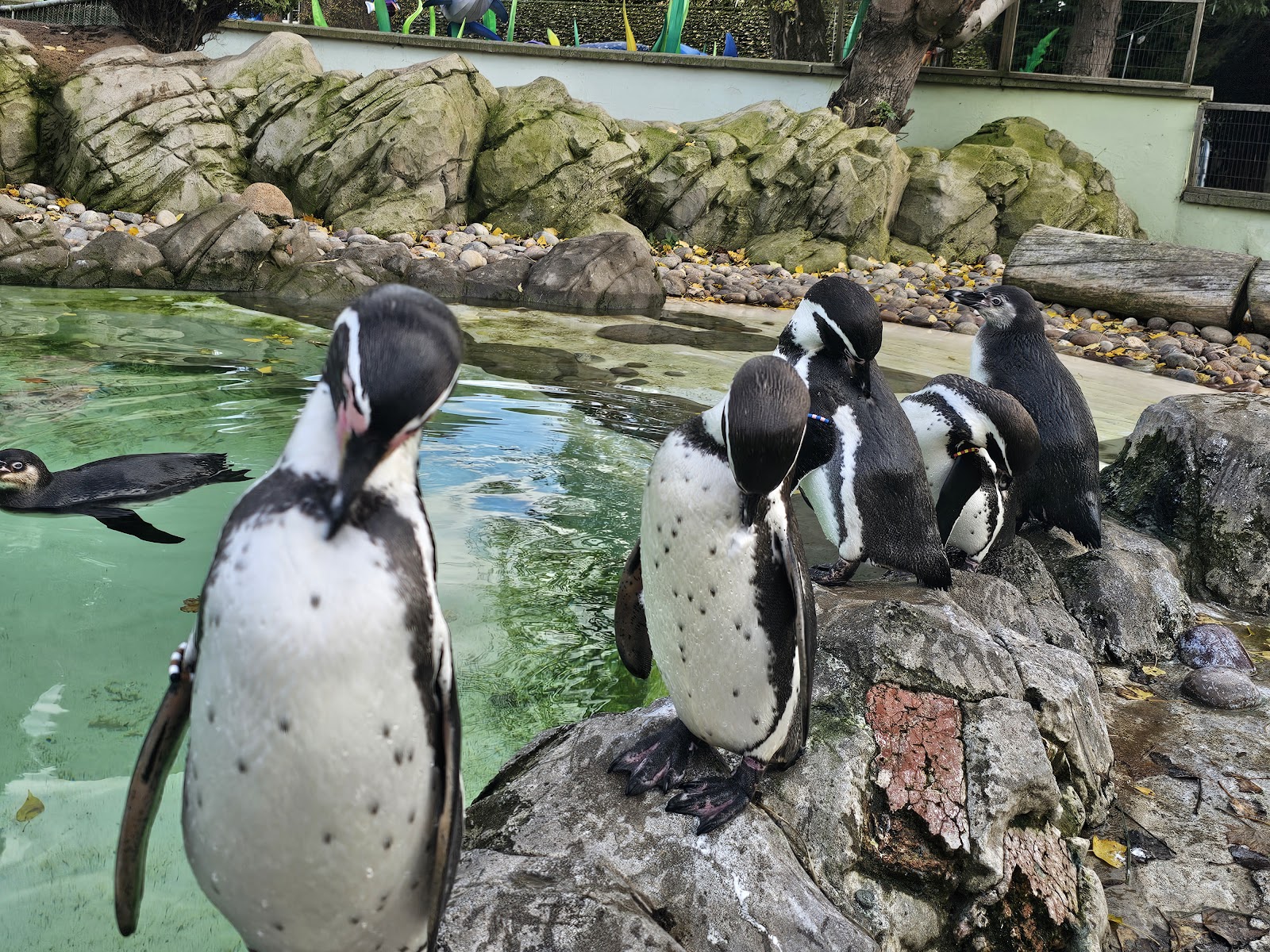 Twycross Zoo — Place photograph